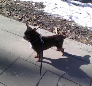 Dog Photo