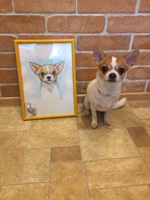 Dog Photo