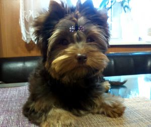 Dog Photo
