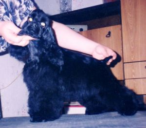 Dog Photo