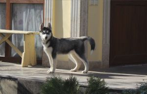 Dog Photo