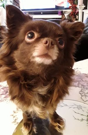 Dog Photo