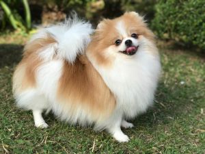 Dog Photo