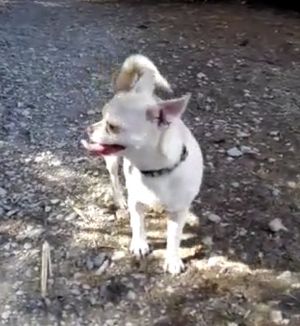 Dog Photo