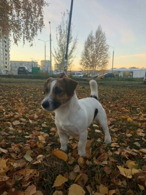 Dog Photo