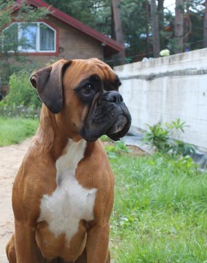Dog Photo