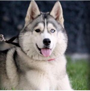 Dog Photo