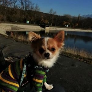 Dog Photo