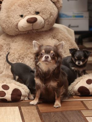 Dog Photo