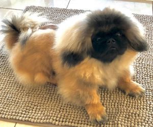 Dog Photo