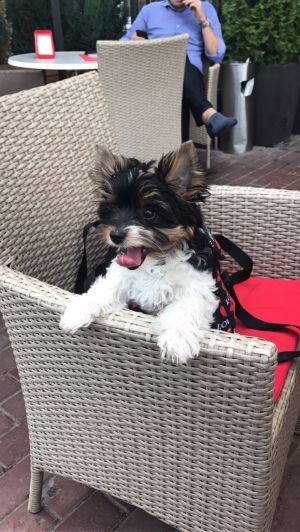 Dog Photo