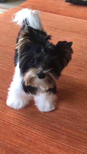 Dog Photo