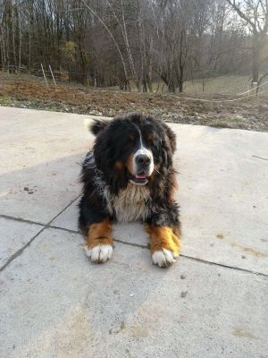 Dog Photo