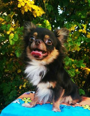 Dog Photo