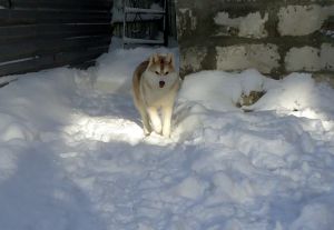 Dog Photo