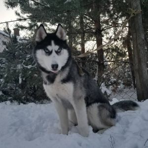 Dog Photo