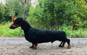 Dog Photo