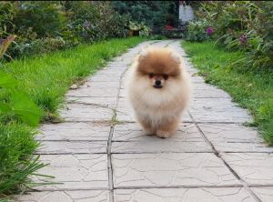 Dog Photo