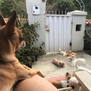 Dog Photo