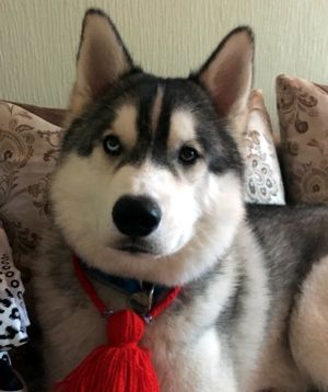 Dog Photo