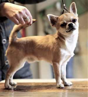 Dog Photo