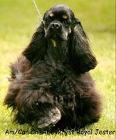 Dog Photo