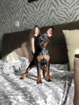 Dog Photo