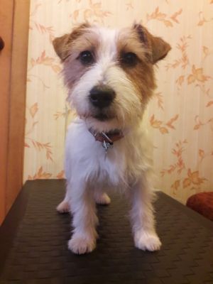 Dog Photo