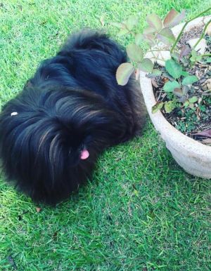 Dog Photo