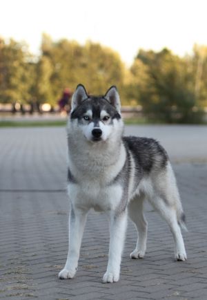 Dog Photo
