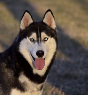 Dog Photo