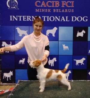 Dog Photo