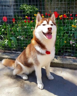Dog Photo