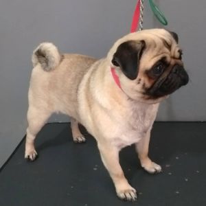 Dog Photo