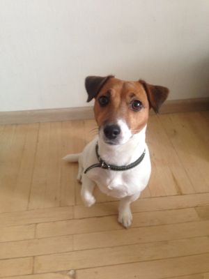 Dog Photo