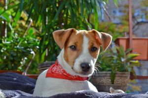 Dog Photo