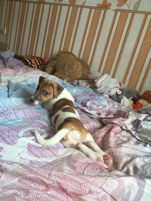 Dog Photo