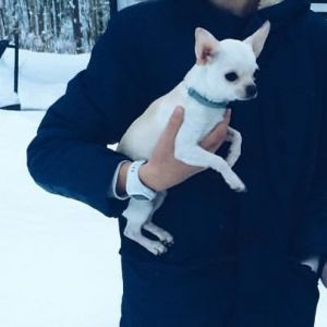 Dog Photo