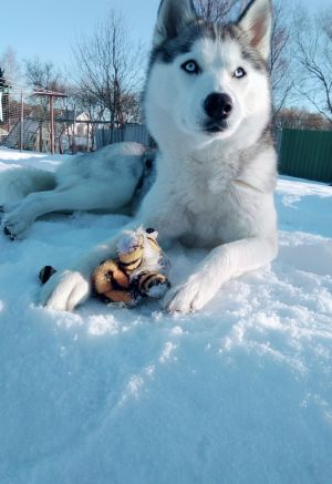 Dog Photo