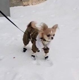 Dog Photo