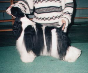 Dog Photo