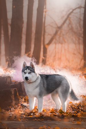 Dog Photo