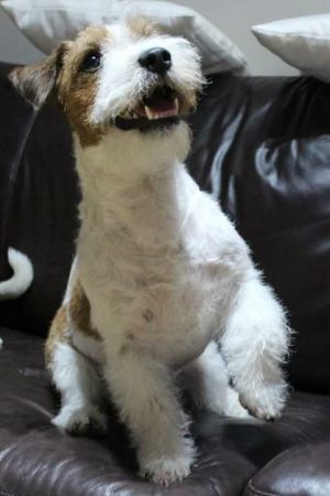 Dog Photo