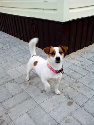 Dog Photo
