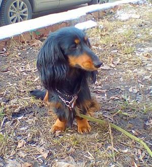 Dog Photo