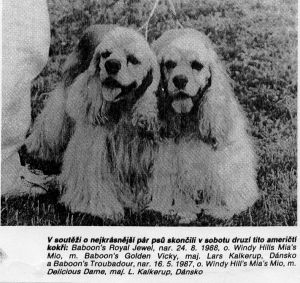 Dog Photo