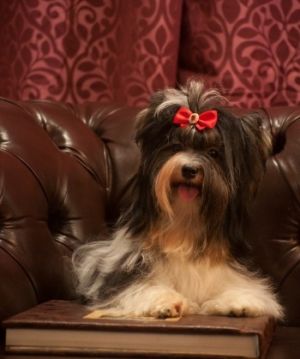 Dog Photo