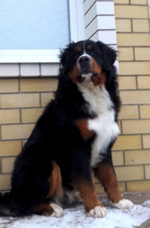 Dog Photo
