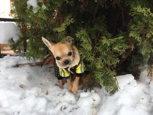 Dog Photo