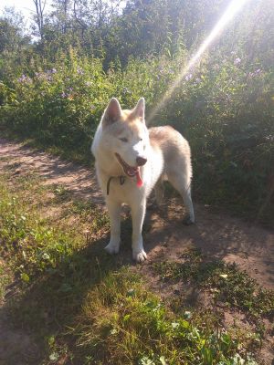 Dog Photo